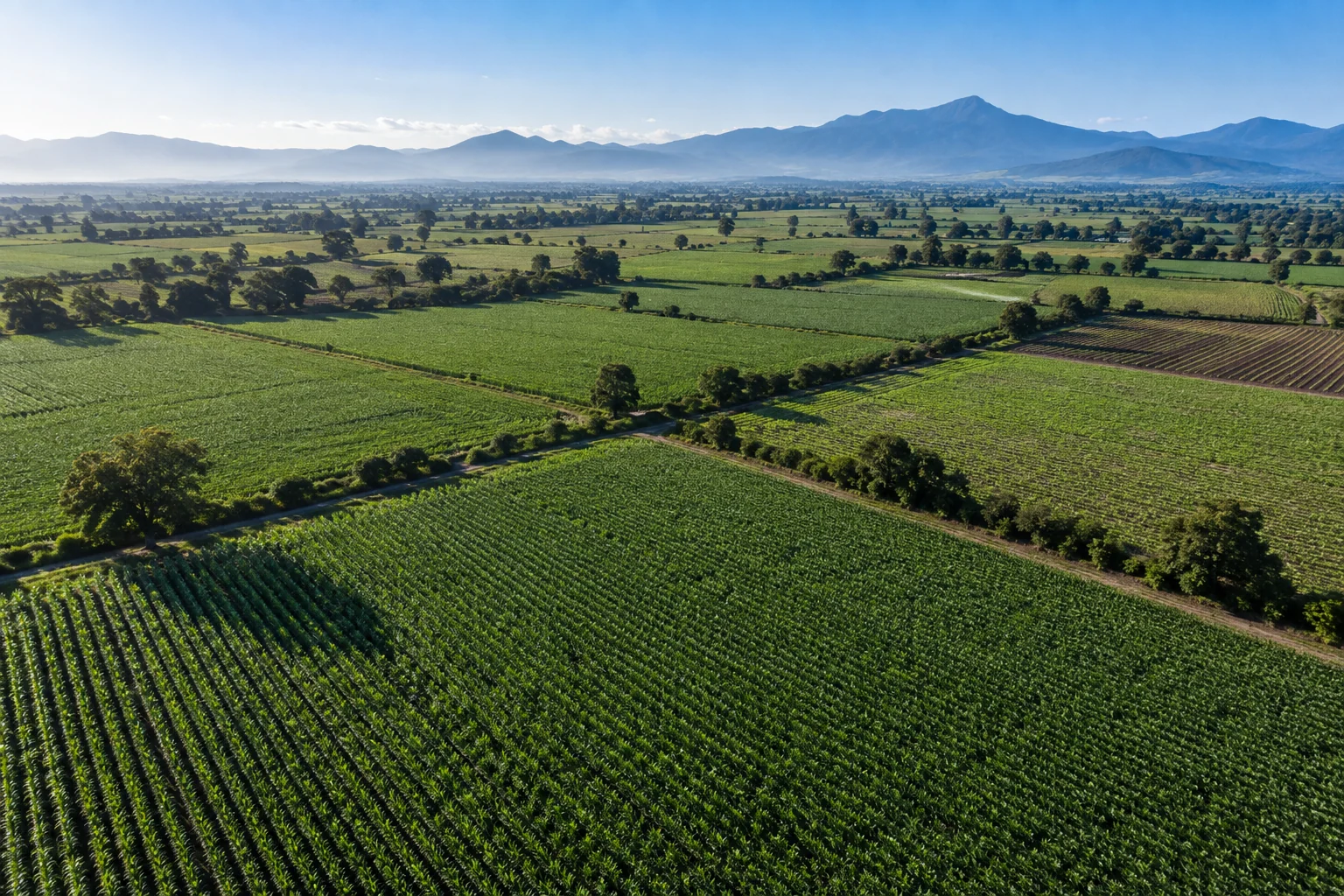 Ilustración de campos agrícolas con surcos definidos y montañas al fondo